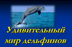 Udivitelnyy mir delfinov