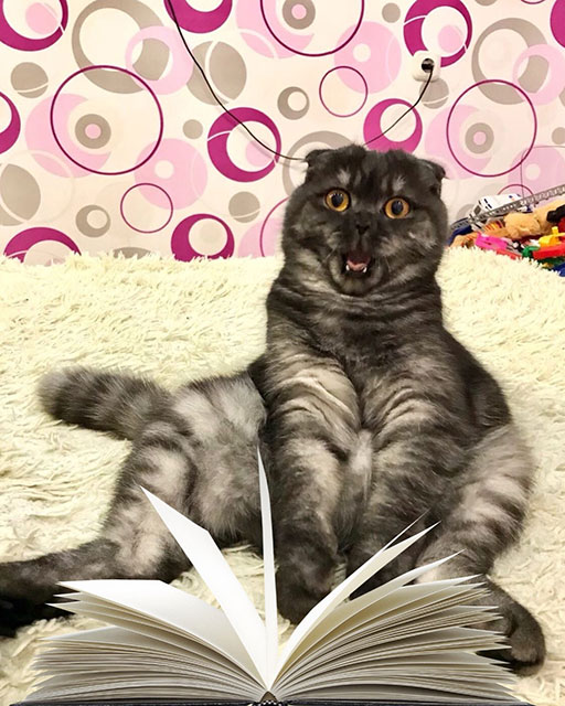 eti zamurchatelnyye koshki4