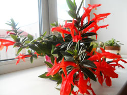 школа цветоводов